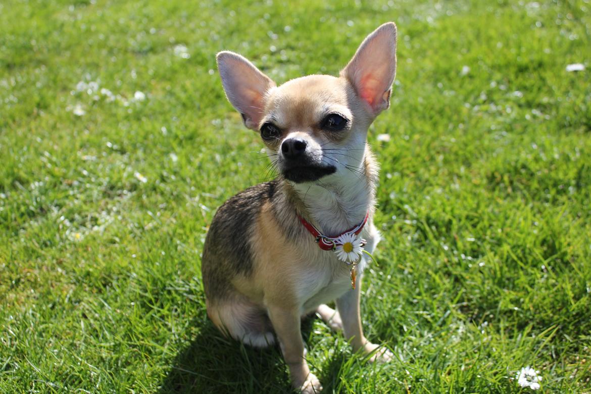 Chihuahua Frk Kvistes Brianna *Bindi* - Forårs hund <3
Billede taget den 5/4-2012. billede 37