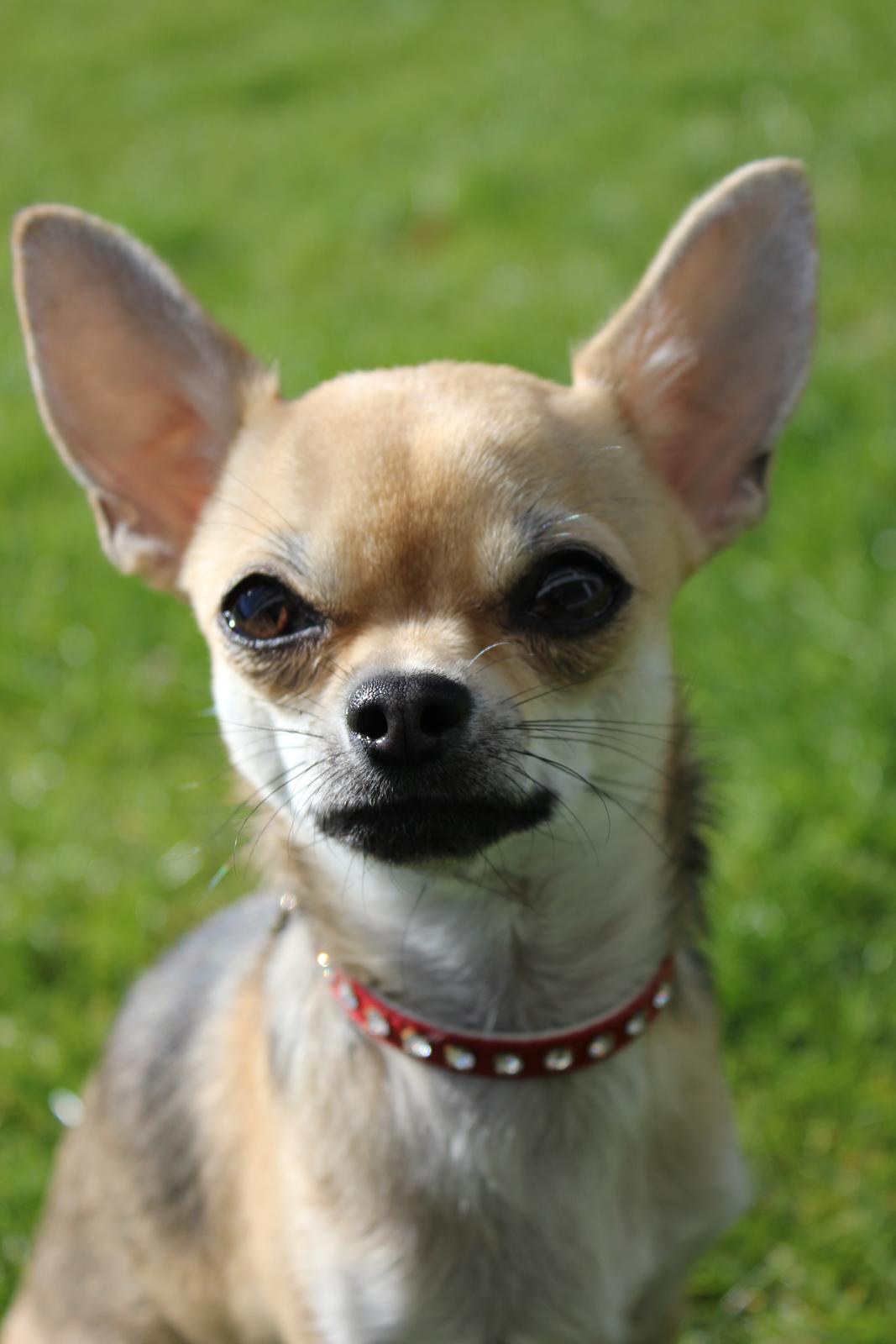 Chihuahua Frk Kvistes Brianna *Bindi* - 
Billede taget den 5/4-2012. billede 36