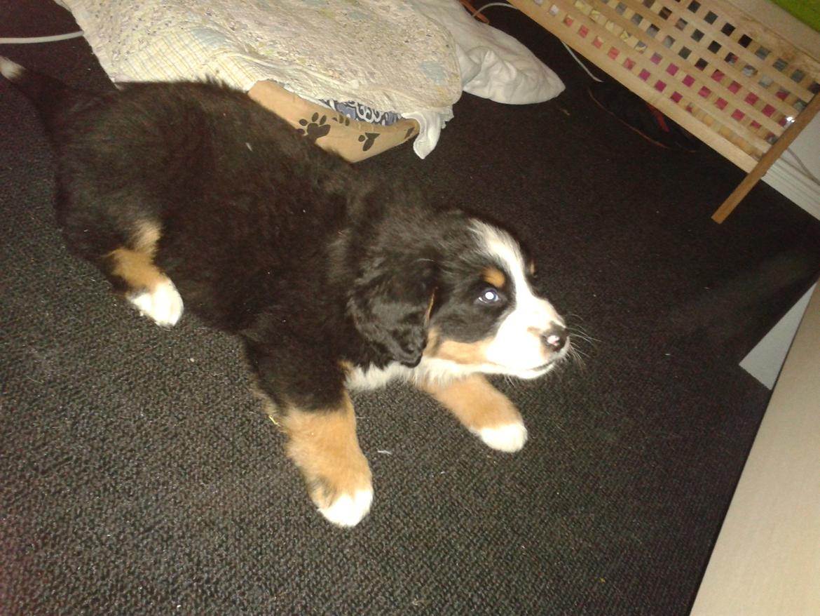 Berner sennenhund Cooper billede 2
