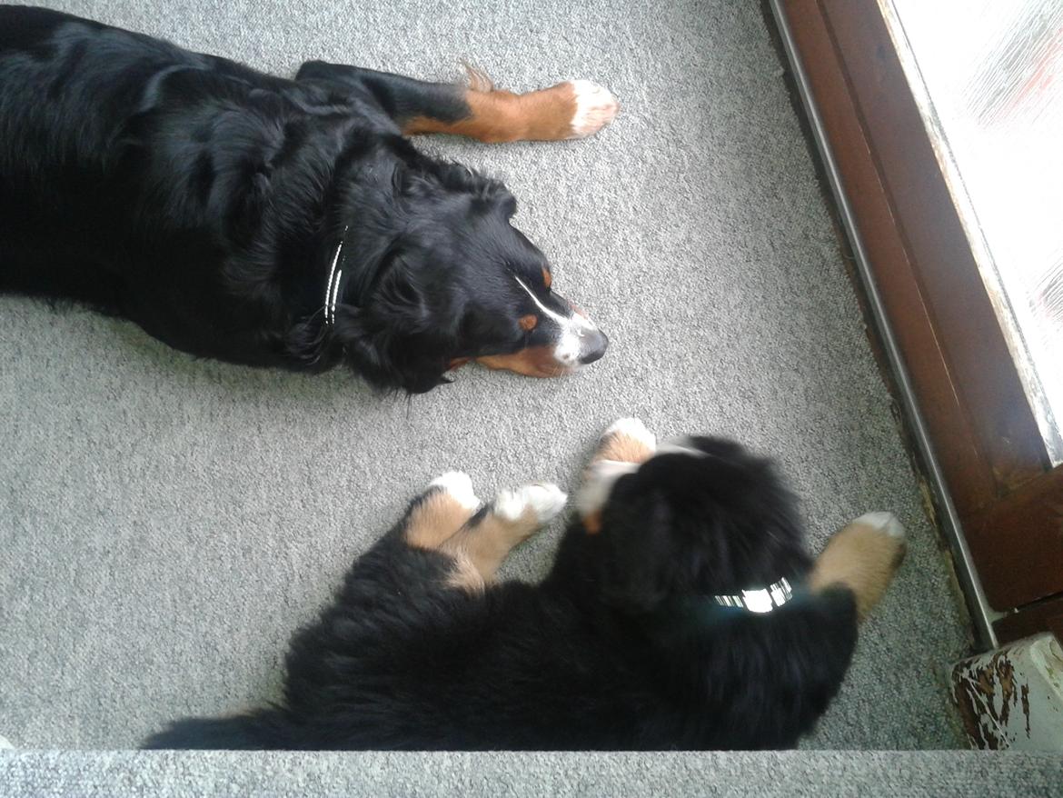Berner sennenhund Cooper billede 3