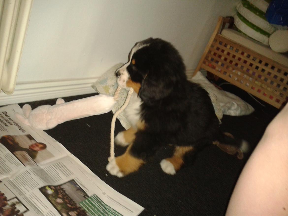 Berner sennenhund Cooper billede 4