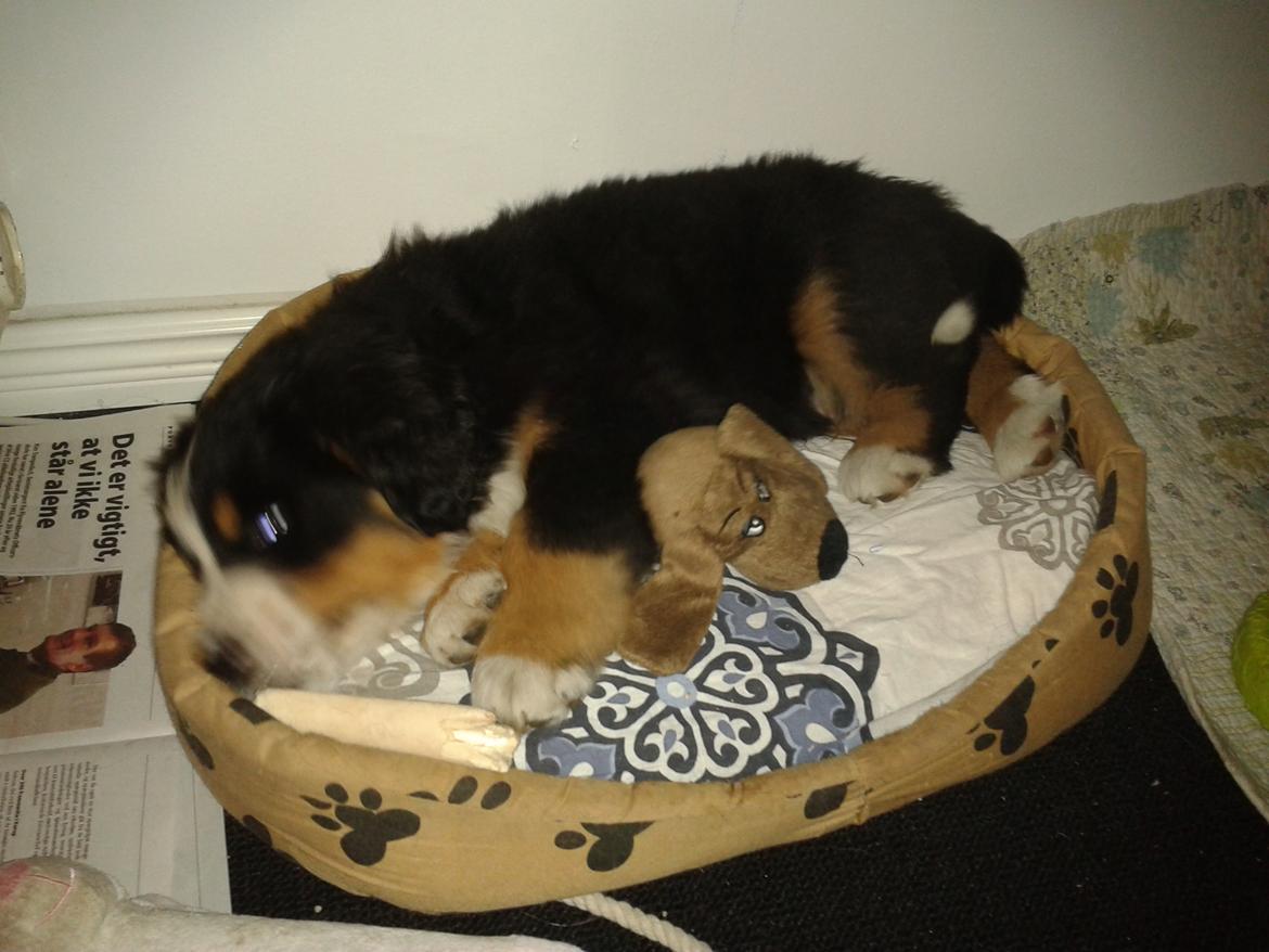 Berner sennenhund Cooper billede 5