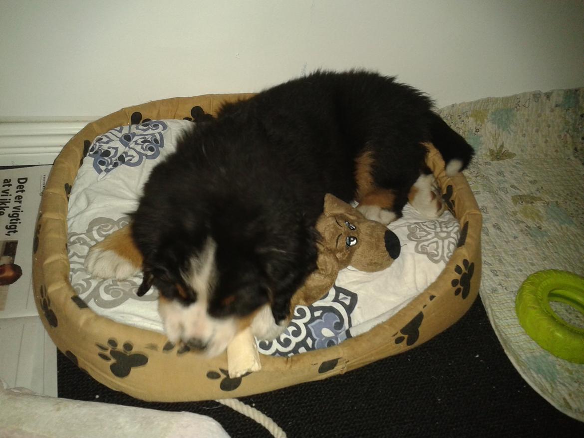Berner sennenhund Cooper billede 6