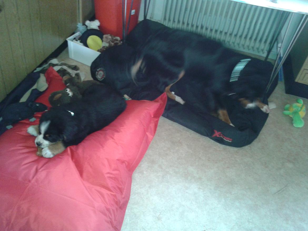 Berner sennenhund Cooper billede 7