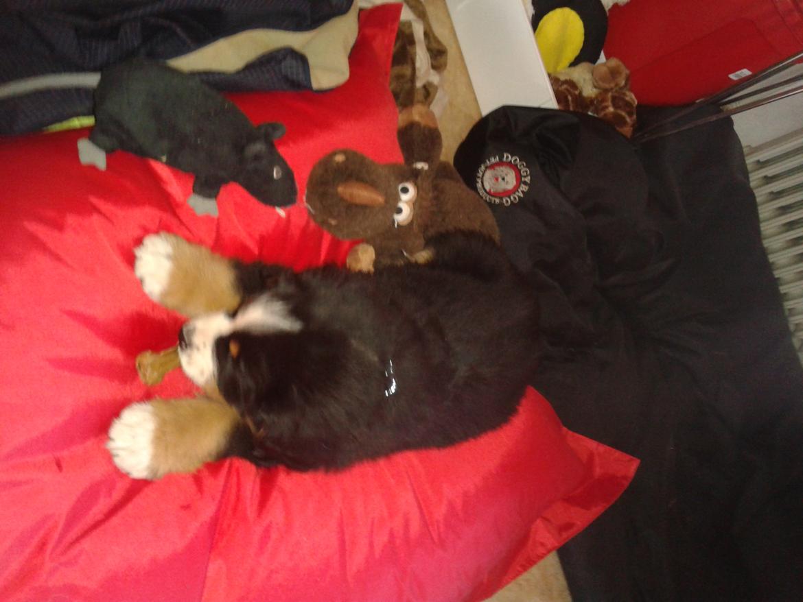 Berner sennenhund Cooper billede 8