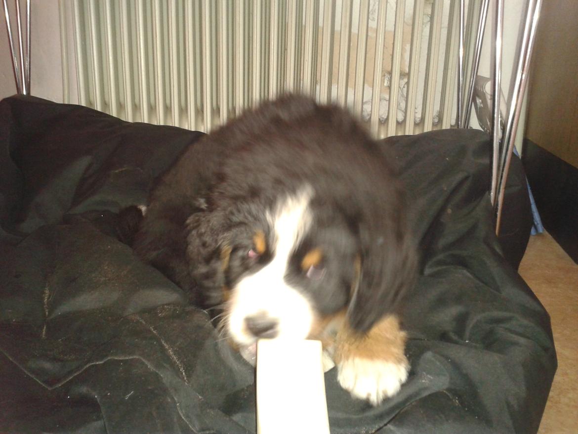 Berner sennenhund Cooper billede 9