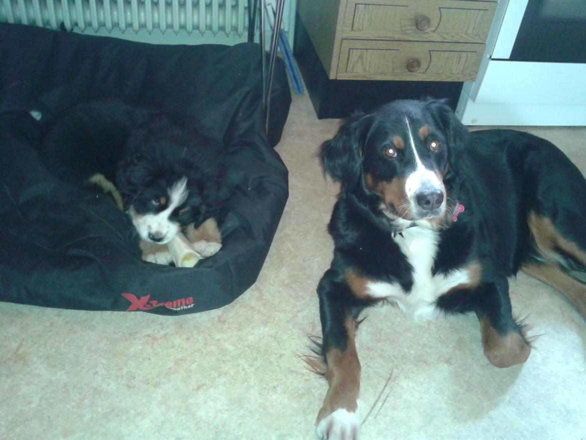 Berner sennenhund Cooper billede 10