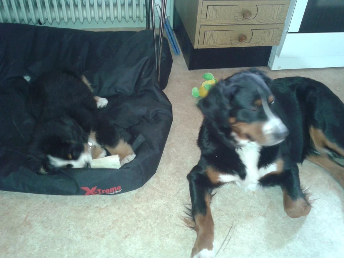 Berner sennenhund Cooper billede 11
