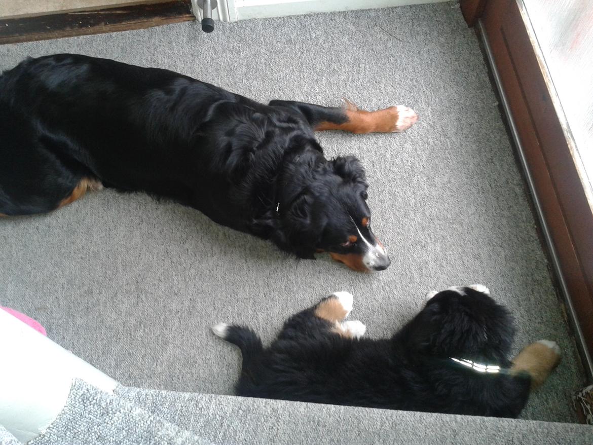 Berner sennenhund Cooper billede 12