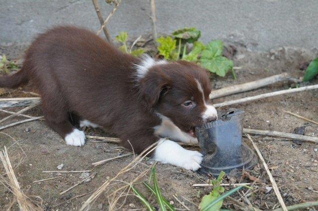 Australian shepherd Bosco - Bosco inden han måtte komme fra sin mor :)  billede 4