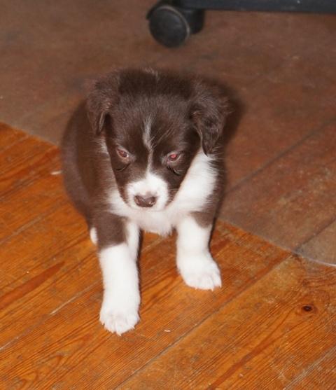 Australian shepherd Bosco - Bosco inden han måtte komme fra sin mor :) billede 3