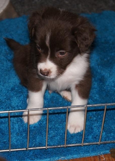 Australian shepherd Bosco - Bosco inden han måtte komme fra sin mor :) billede 5