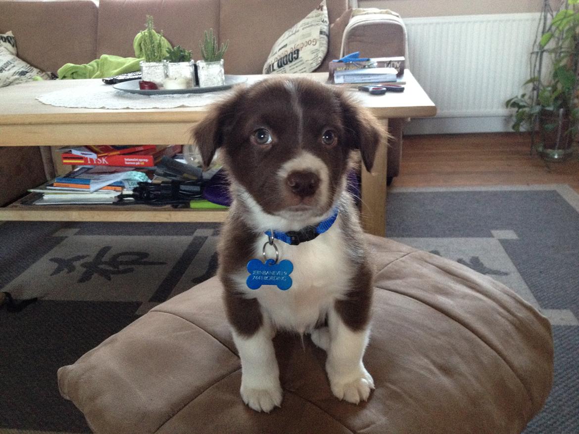 Australian shepherd Bosco - Bosco 8 uger billede 6