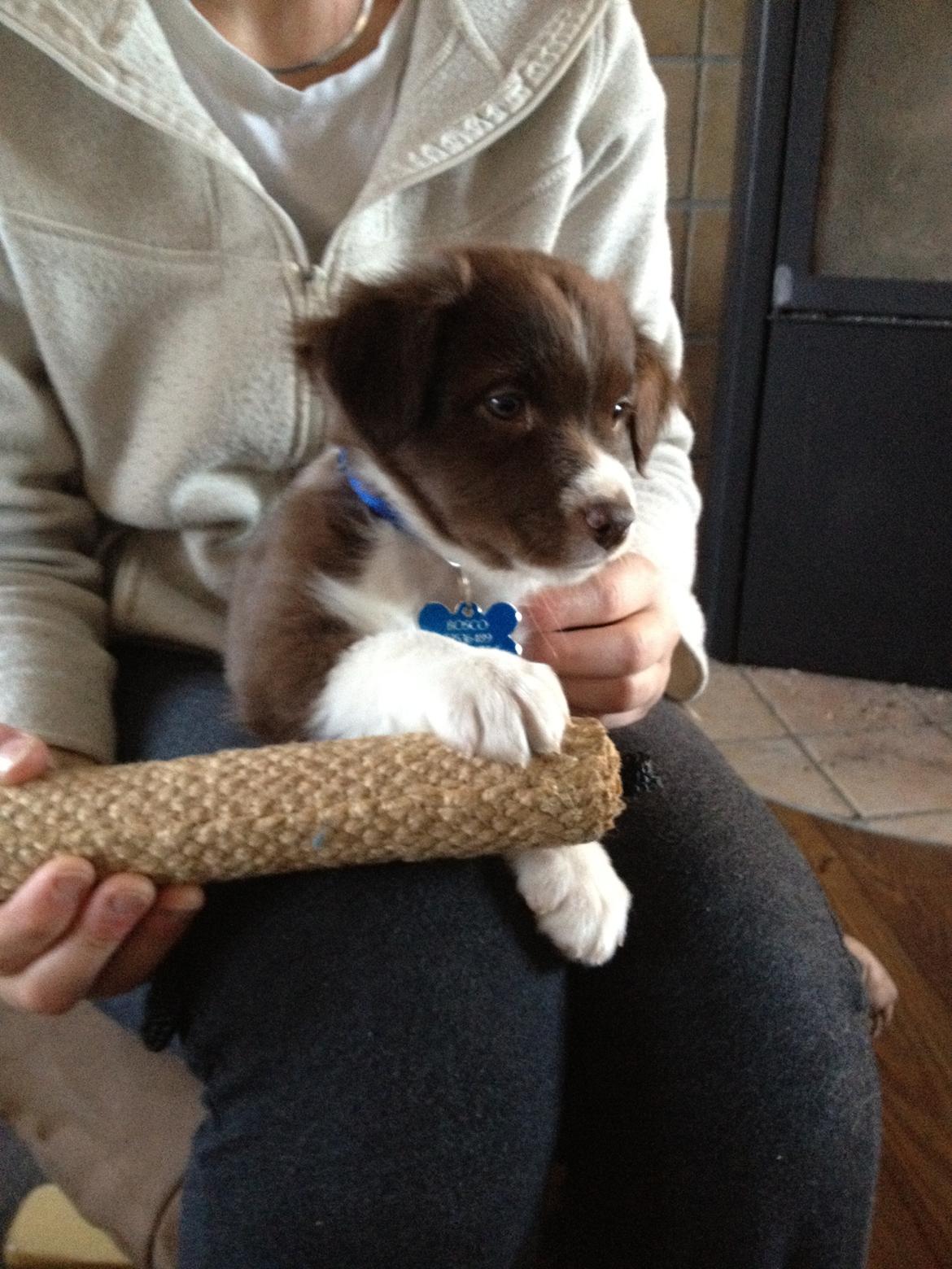 Australian shepherd Bosco - Bosco 8 uger billede 7