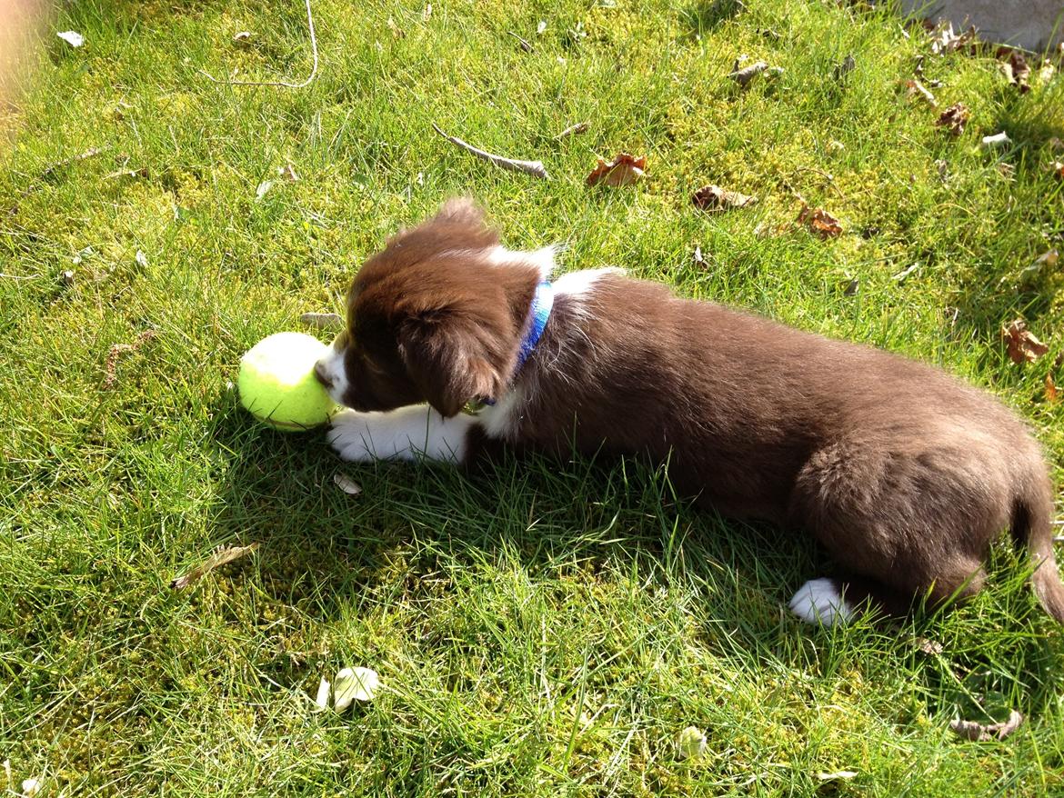 Australian shepherd Bosco billede 8