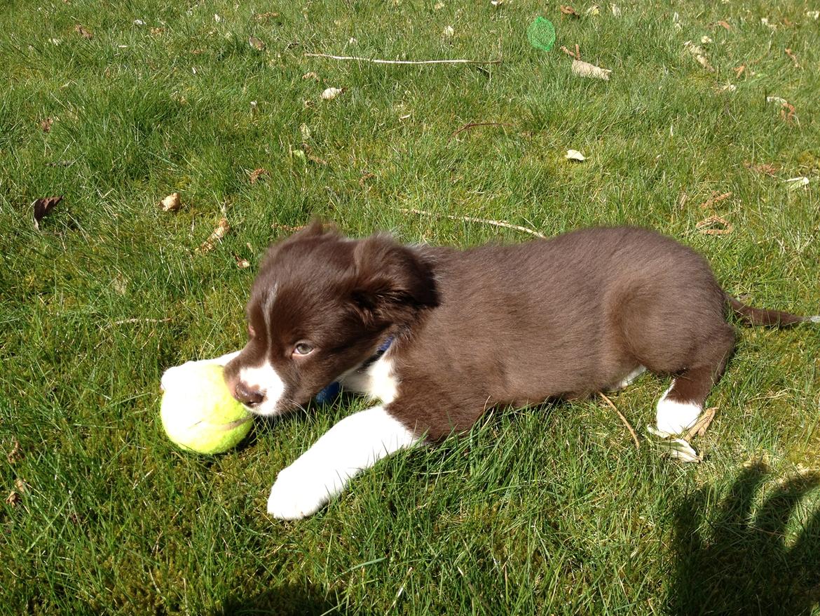 Australian shepherd Bosco billede 9