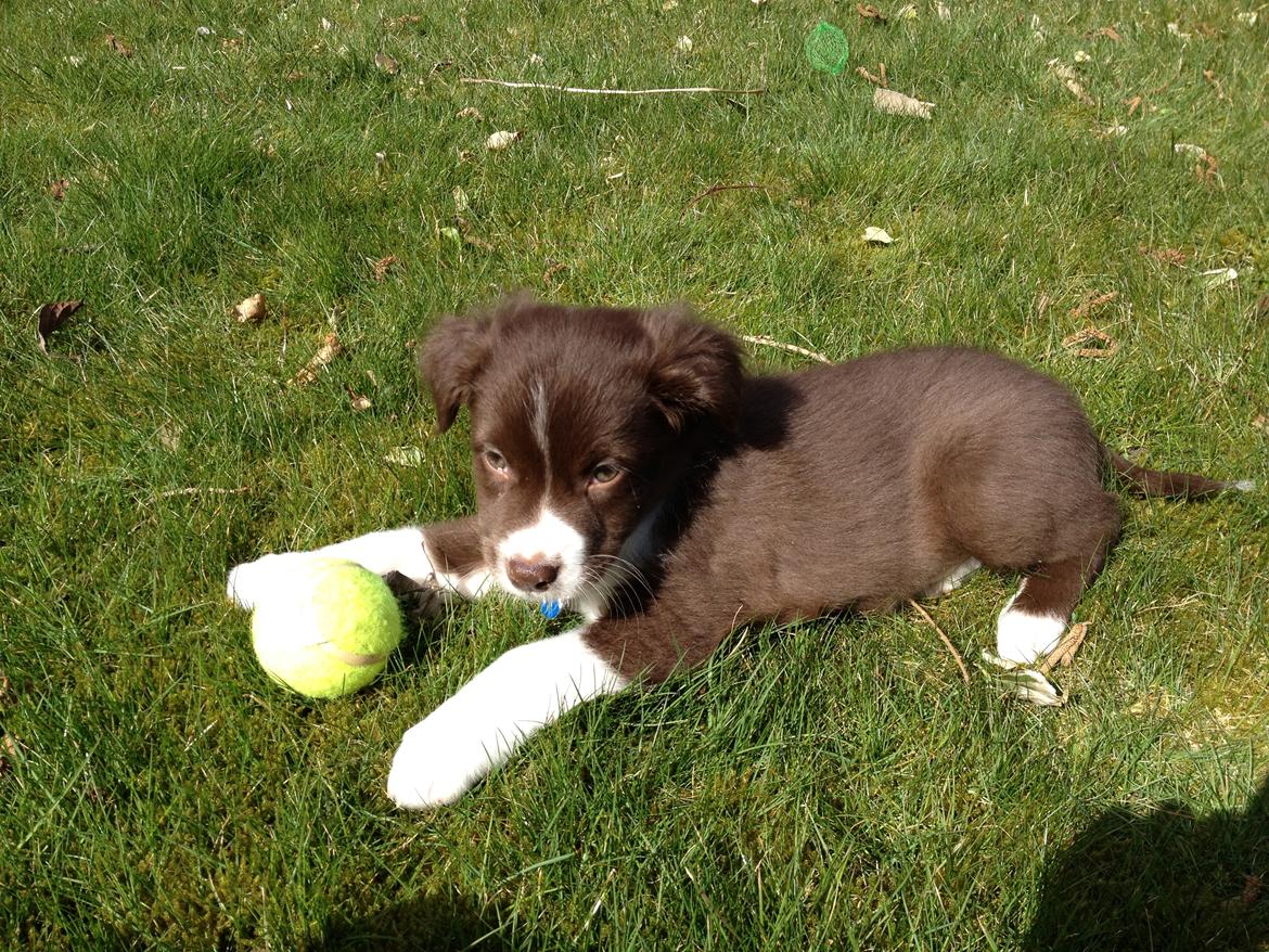 Australian shepherd Bosco billede 10