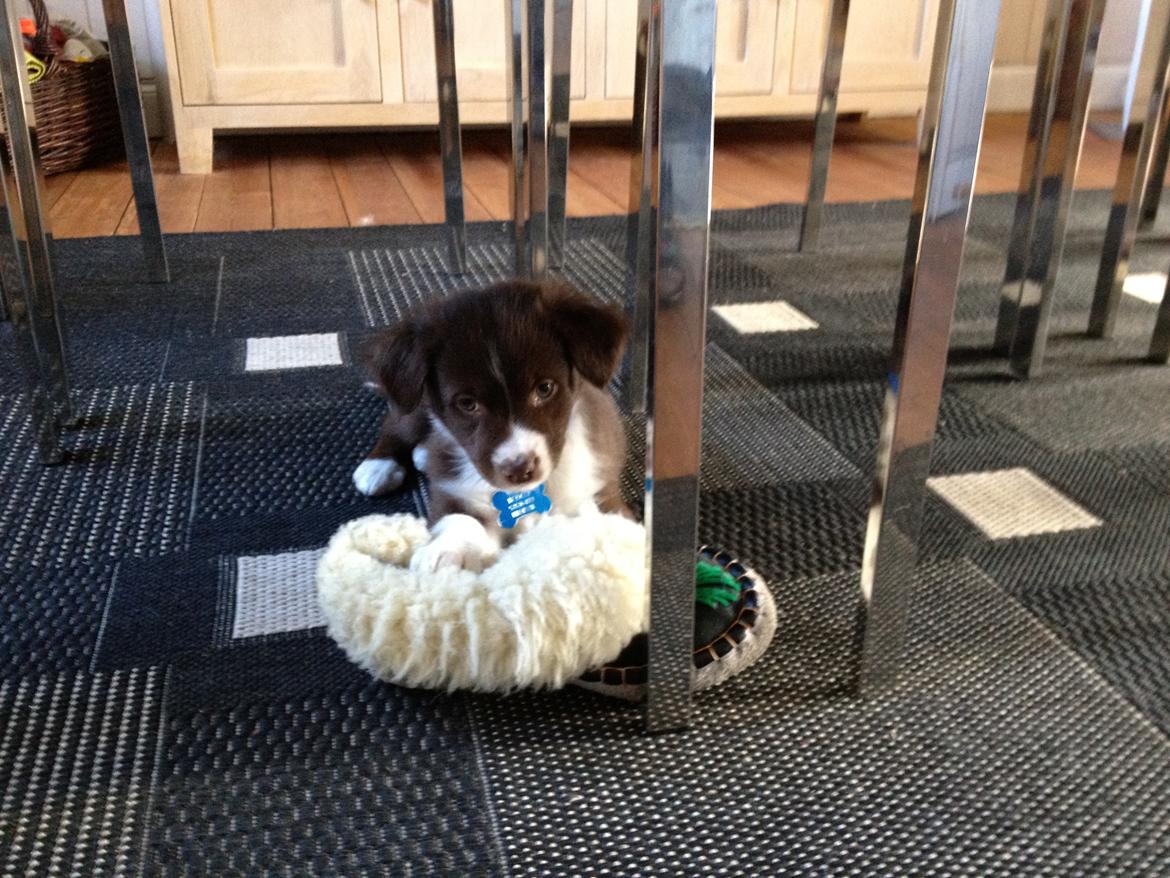 Australian shepherd Bosco billede 11