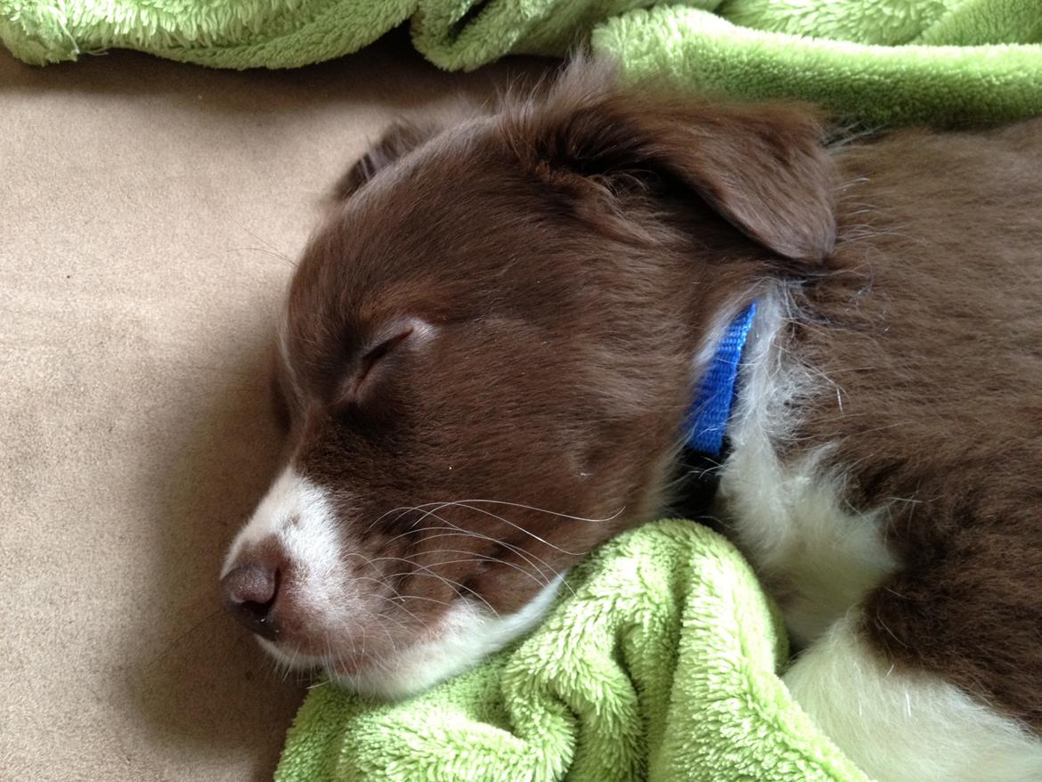 Australian shepherd Bosco billede 12