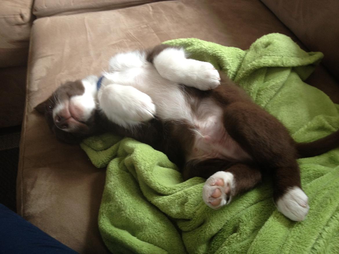 Australian shepherd Bosco billede 13