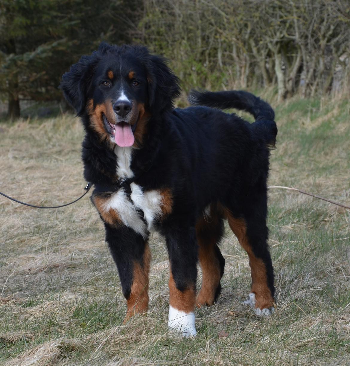 Berner sennenhund Bernerflokken Basil - Basil, 5½ måneder gammel billede 12