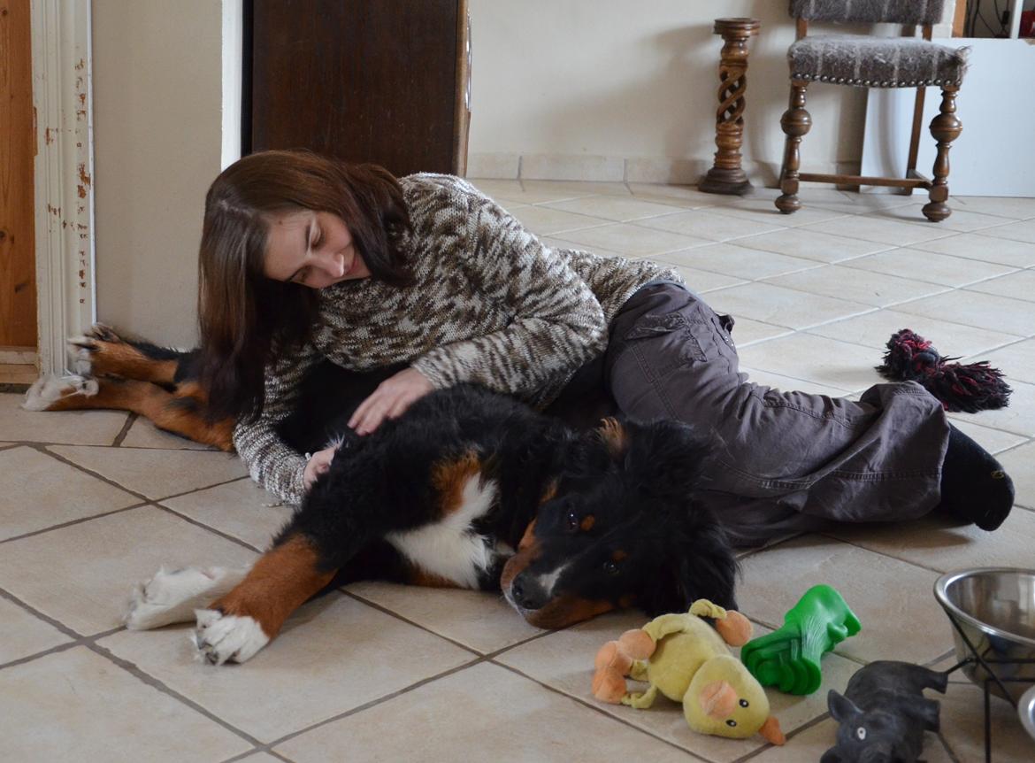 Berner sennenhund Bernerflokken Basil - Eftermiddagshygge. :-) billede 13