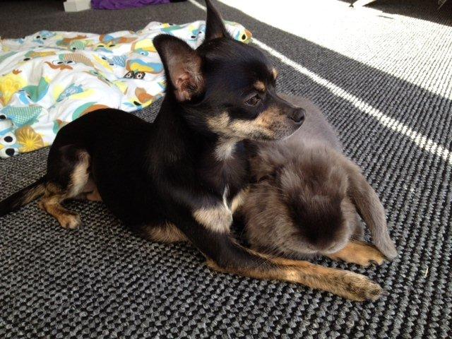 Chihuahua Kat Von D - Kat og hendes gode ven Stella billede 1