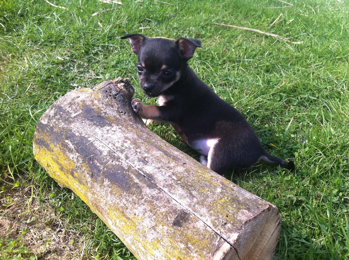 Chihuahua Kat Von D - Kat 8 uger billede 6