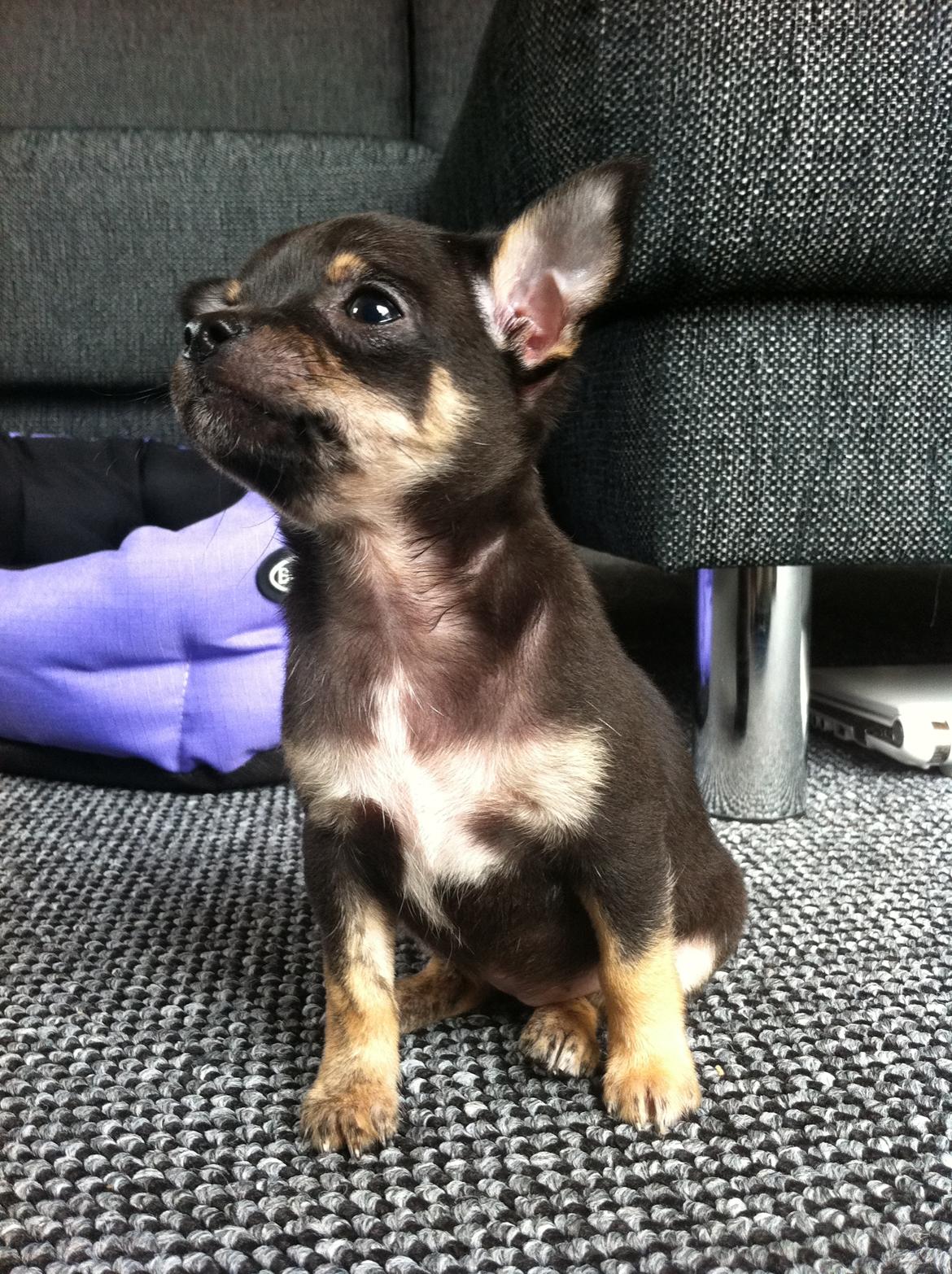 Chihuahua Kat Von D - Kat 8 uger billede 7