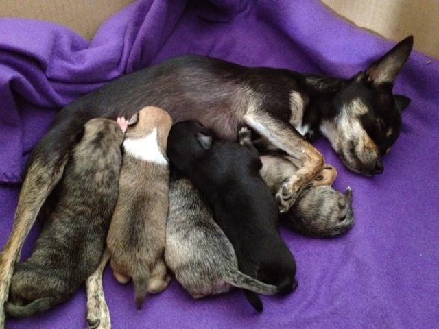 Chihuahua Kat Von D - Kat med hendes hvalpe billede 3