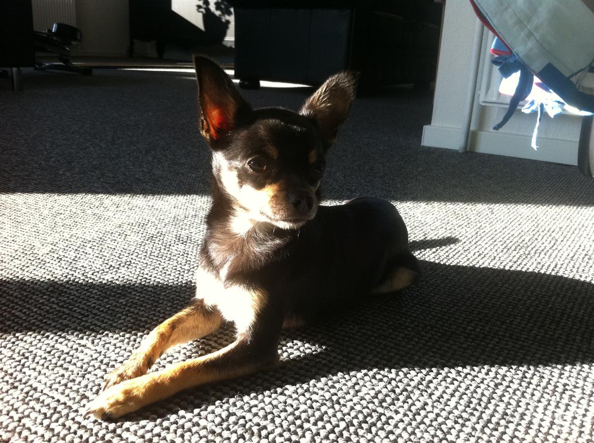 Chihuahua Kat Von D billede 4