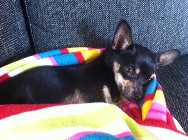 Chihuahua Kat Von D billede 5