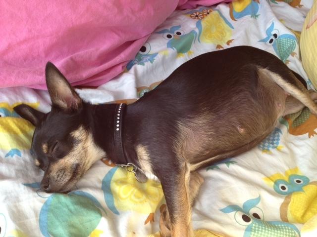 Chihuahua Kat Von D - Kat da hun var drægtig billede 2