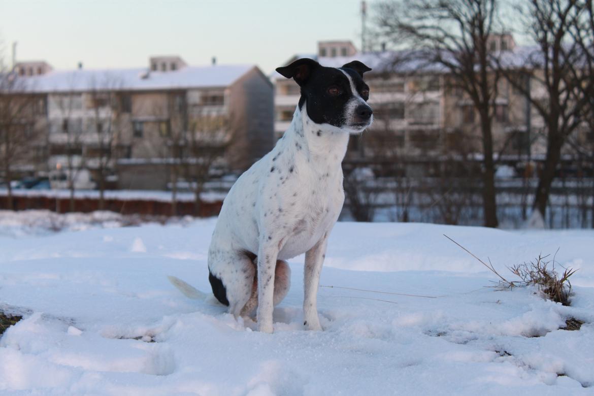 Dansk svensk gaardhund valdemar jørgnsen  billede 12