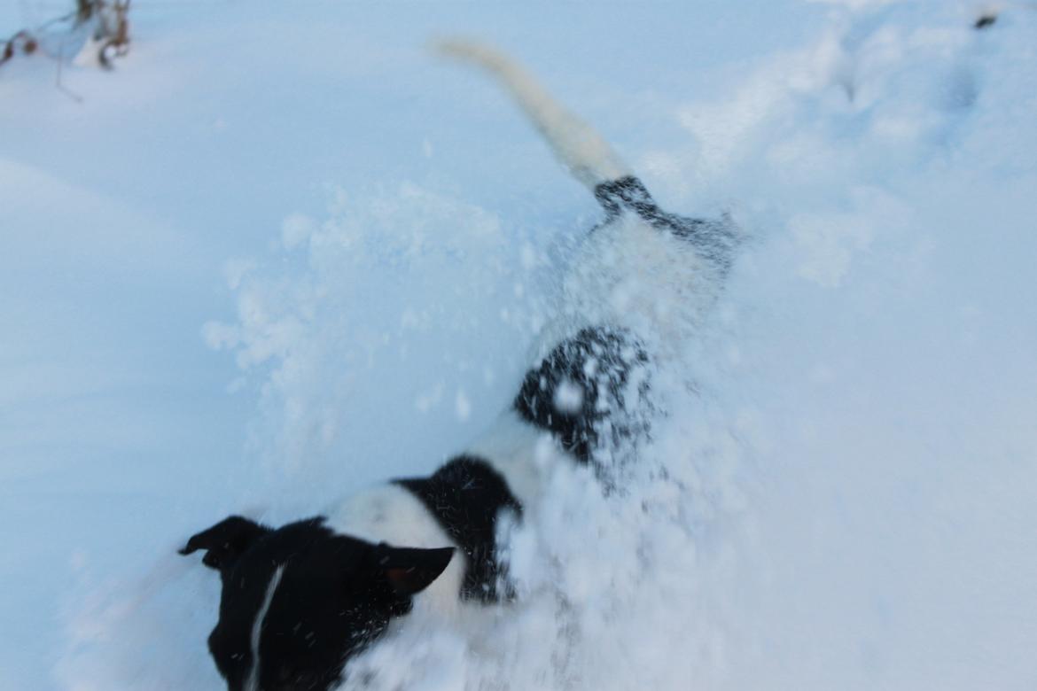 Dansk svensk gaardhund valdemar jørgnsen  billede 13
