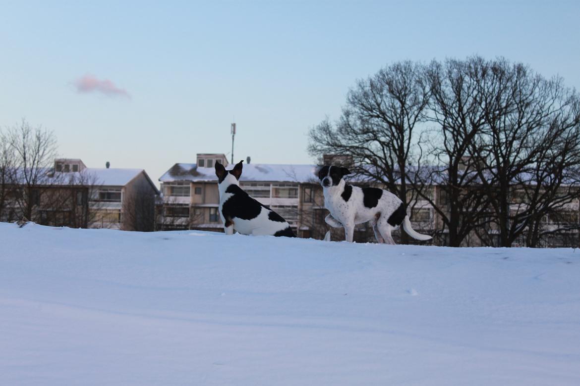 Dansk svensk gaardhund valdemar jørgnsen  billede 14
