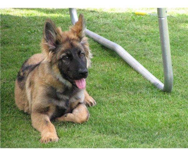 Schæferhund Ida billede 1