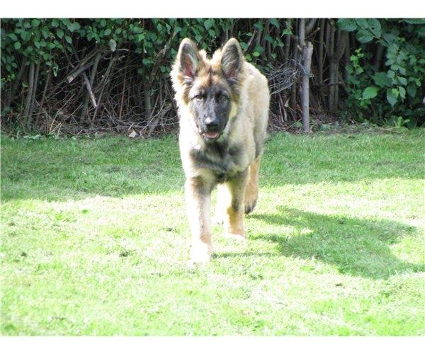 Schæferhund Ida billede 3