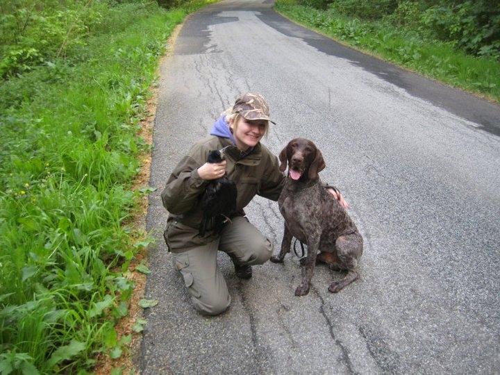 Korthåret hønsehund Plet - Ude at regulere råger.  billede 6