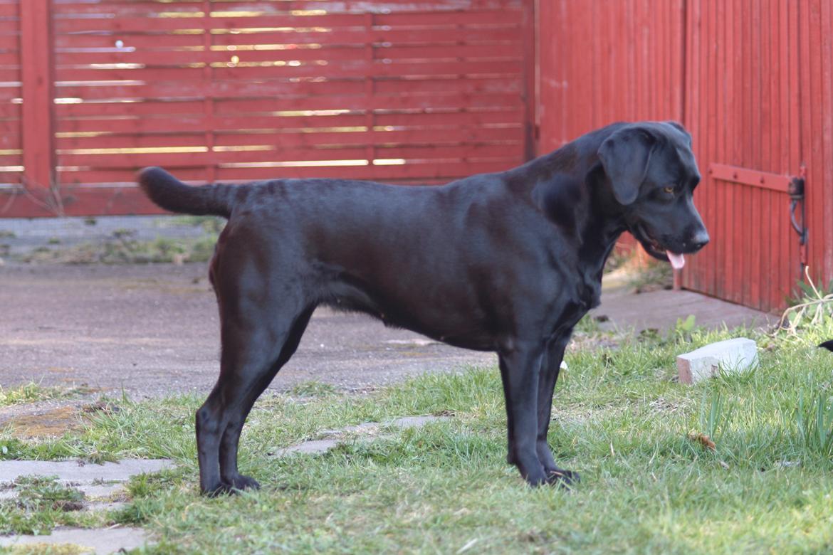 Labrador retriever Alina Mark Bustrup (formel 1) - ,, you are the most beautiful dog i have ever seen, and i love you with all my heart" billede 21