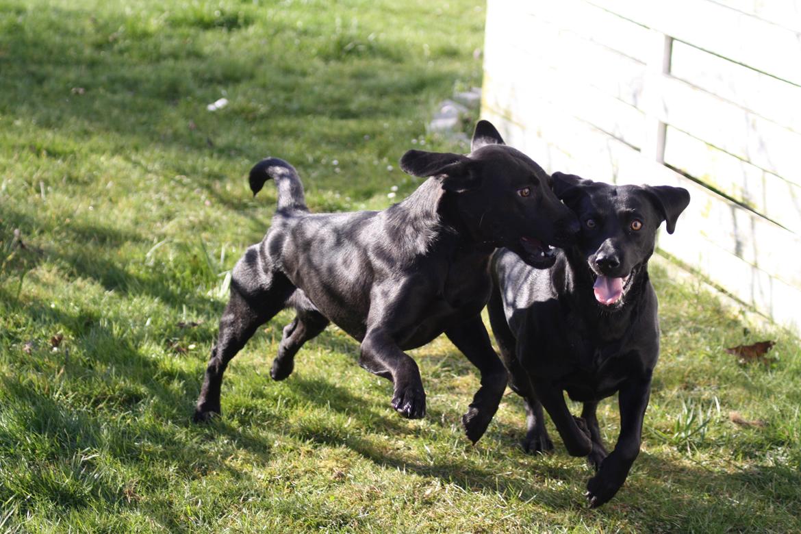 Labrador retriever Alina Mark Bustrup (formel 1) - <3 billede 22