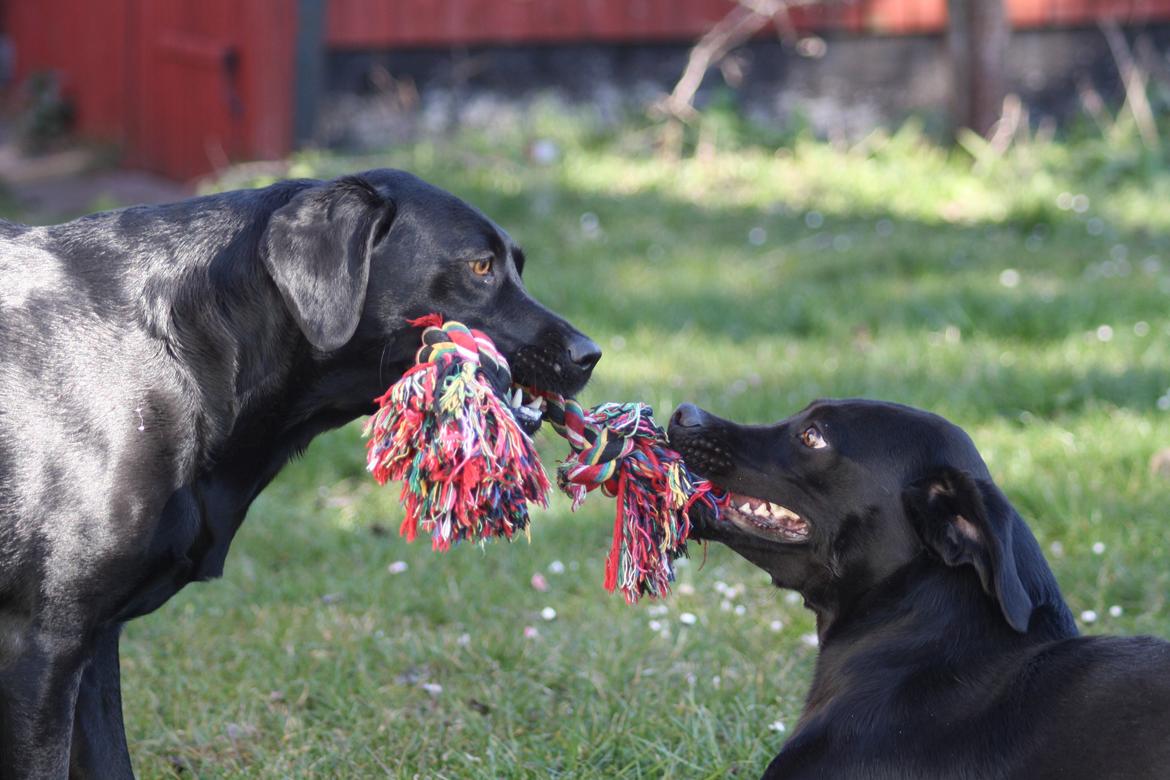 Labrador retriever Alina Mark Bustrup (formel 1) - Chili & Vigga (halv søster), som diskutere lidt om hvem der skal have legetøjet XD billede 23