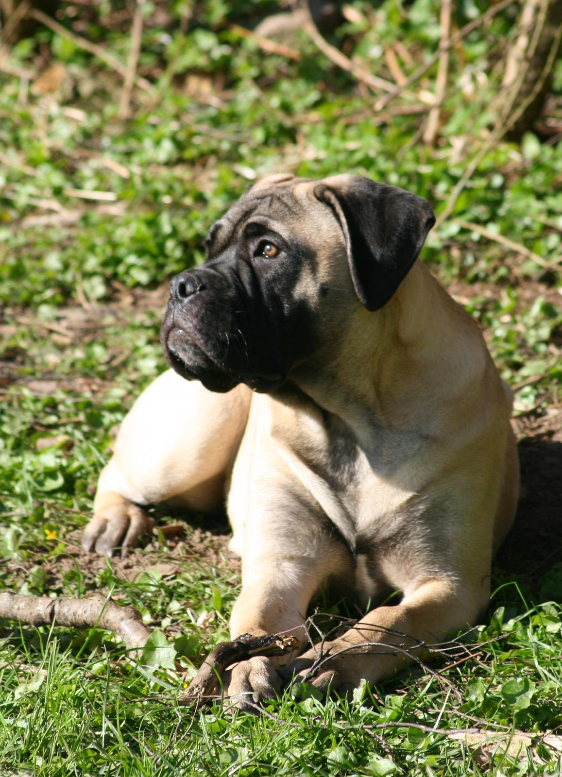 Bullmastiff Raya (Bullgrin's 'N Librrani No Mercy) - 5 måneder billede 14
