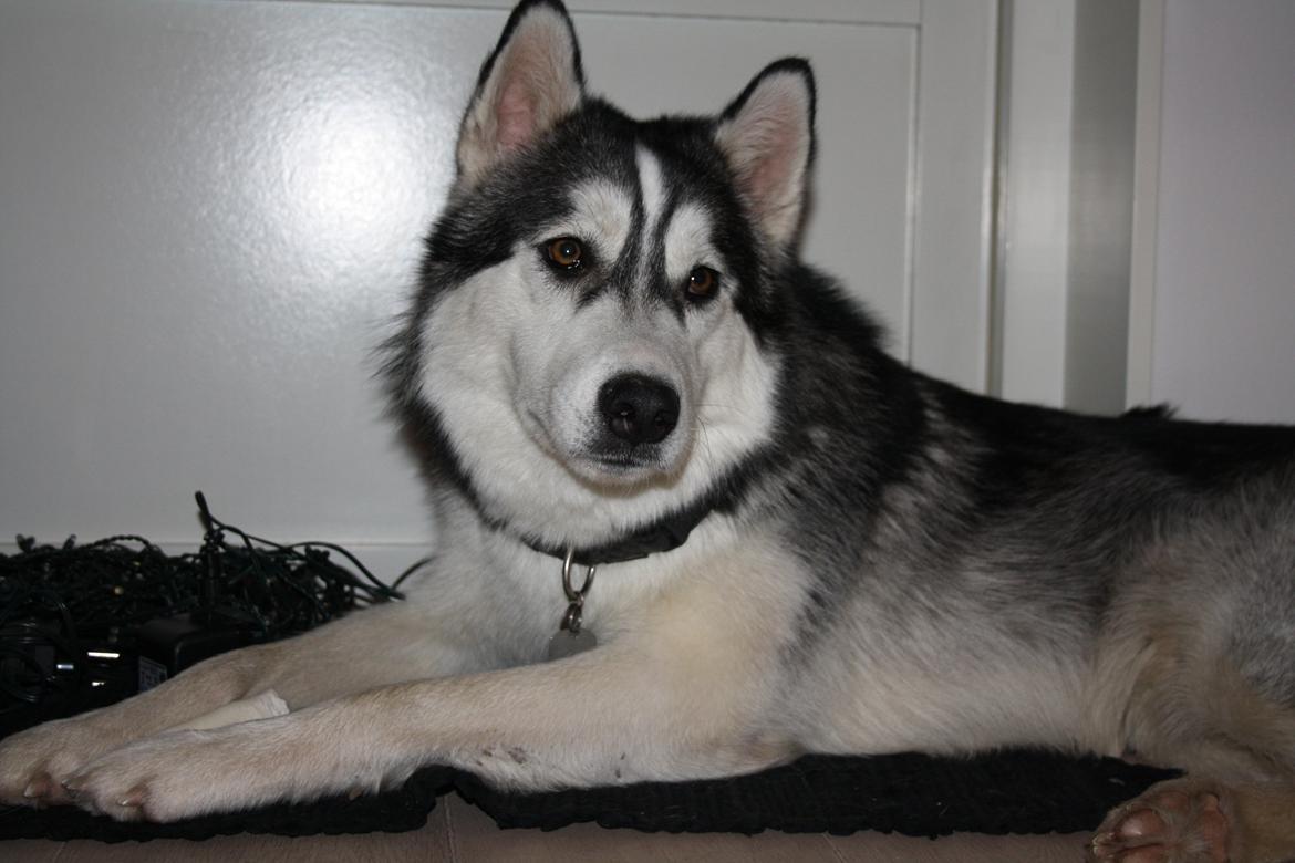 Blanding af racer Kato billede 1