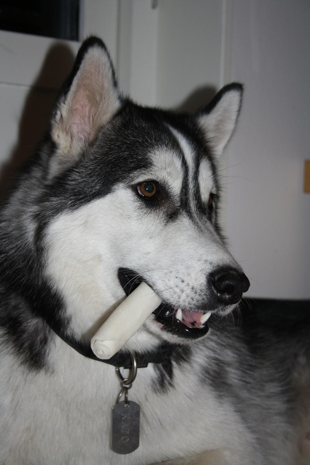 Blanding af racer Kato billede 2