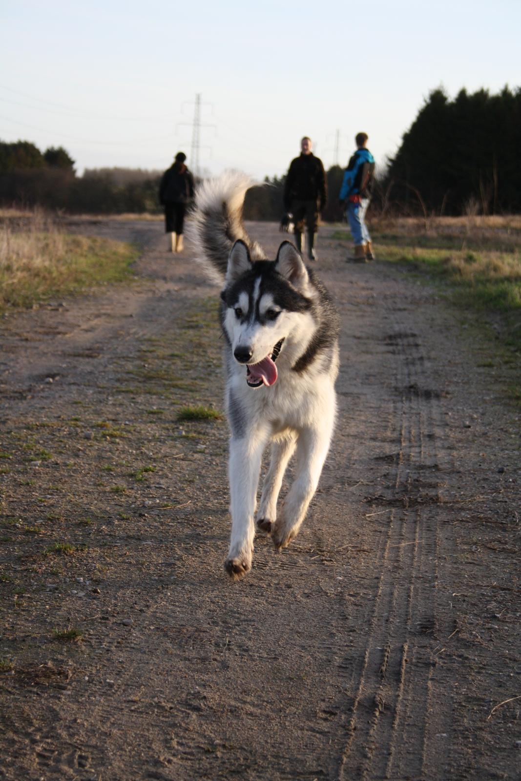 Blanding af racer Kato billede 3