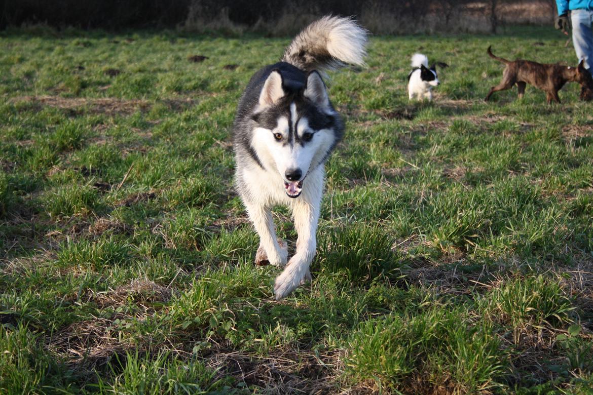 Blanding af racer Kato billede 4