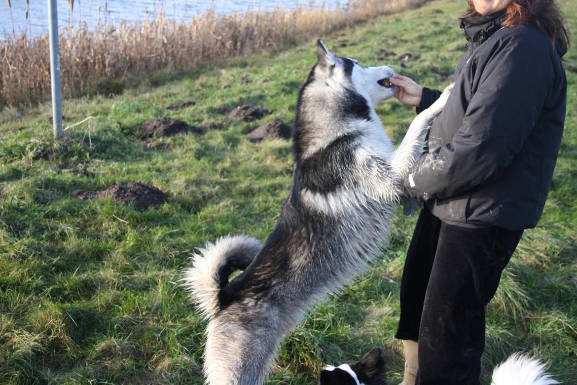 Blanding af racer Kato billede 5