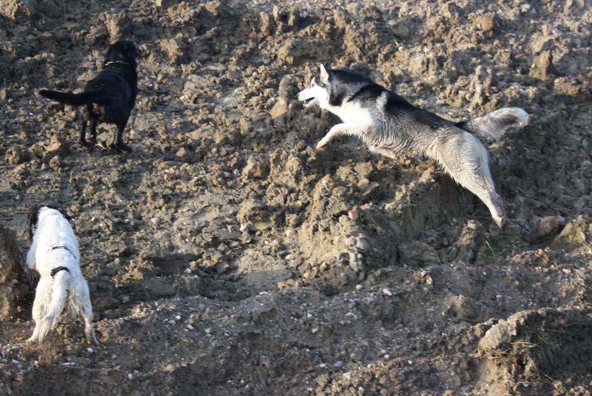 Blanding af racer Kato billede 6