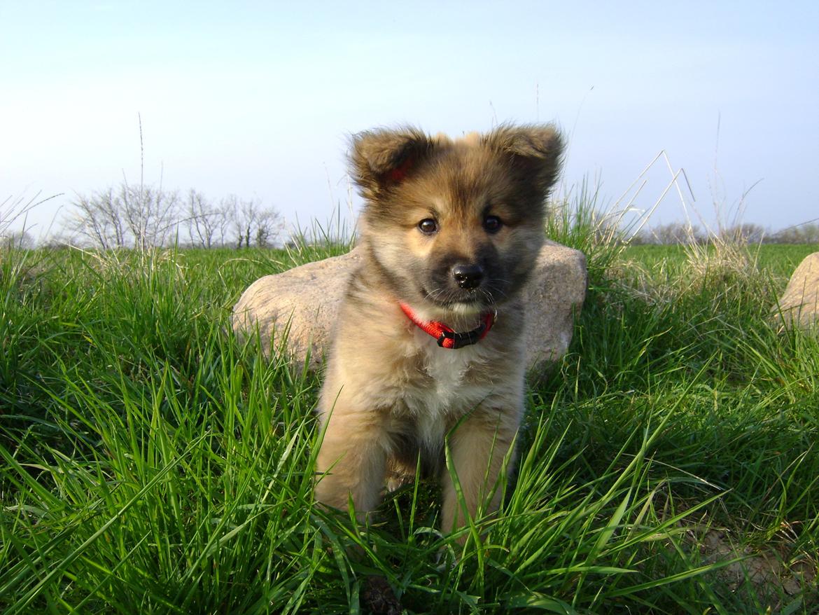 Islandsk fårehund Frida billede 1